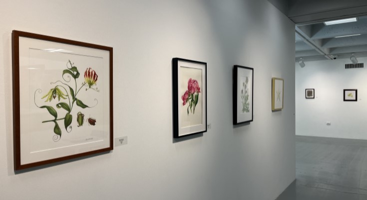 Botanical DCCC