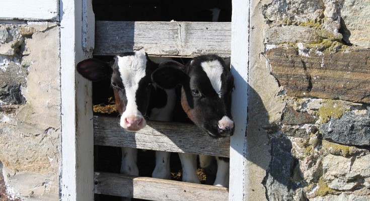 Chester County Ag Preservation Program