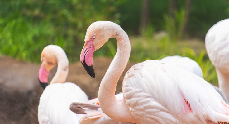 Flamingo Cove