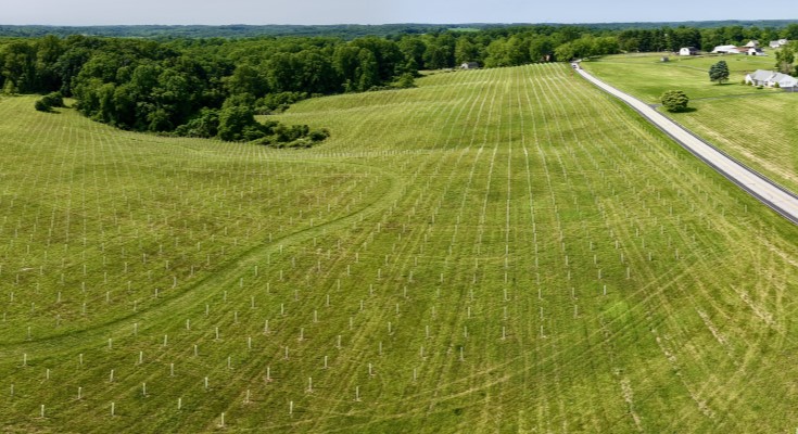 Peacedale tree planting