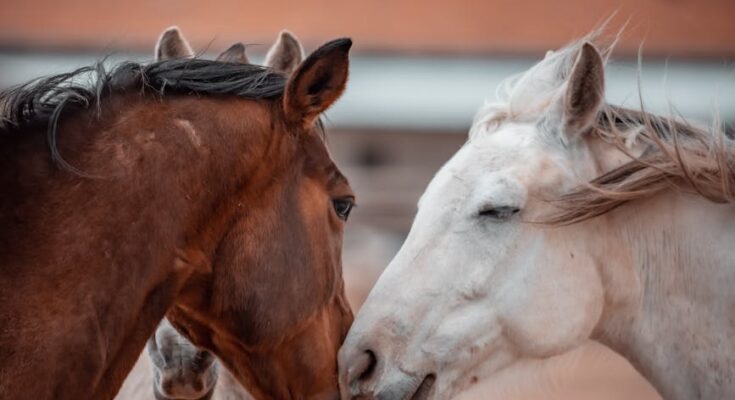 Horses