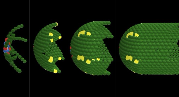 Scientists Discover a Simple Set of Rules That May Explain How Our Tissues Stay Organized