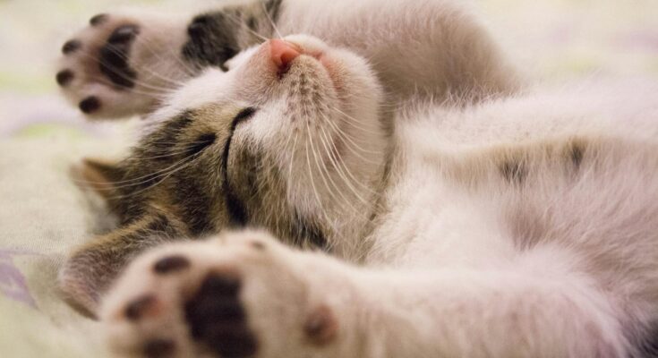 Sleeping cat