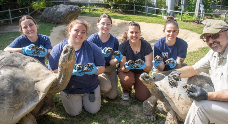Abrazzo (left) with hatchlings and Mommy (right)