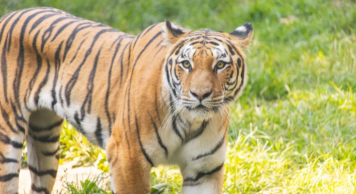 Rory, a four-year-old female Amur tiger