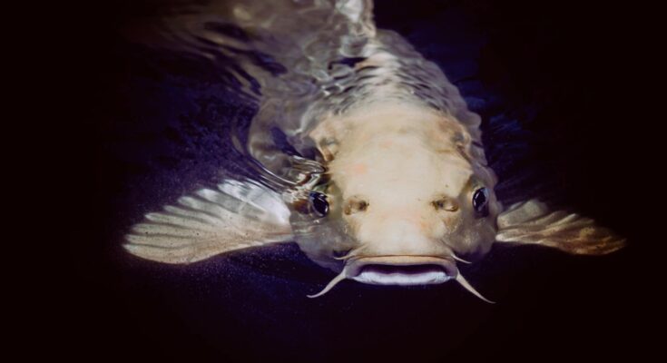 Catfish