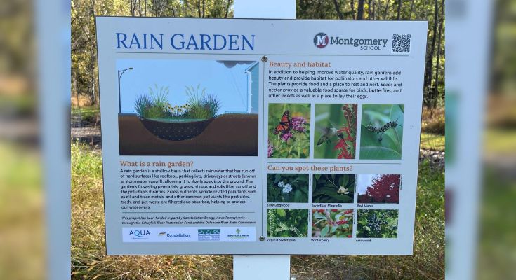 Rain garden