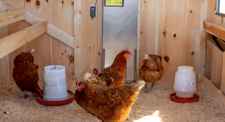 Smart Chicken Door