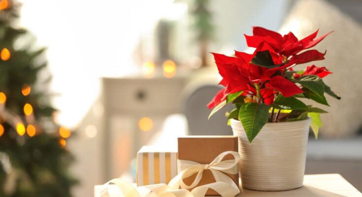 Holiday Debt
