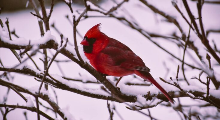 Northern Cardinal