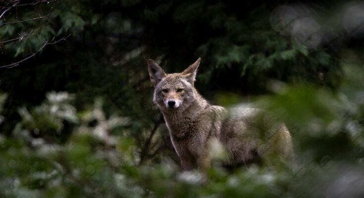 Coyote