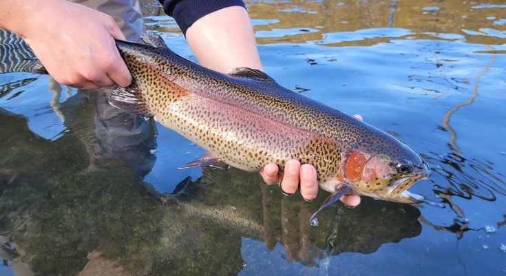 Hatchery raised rainbow trout 2026