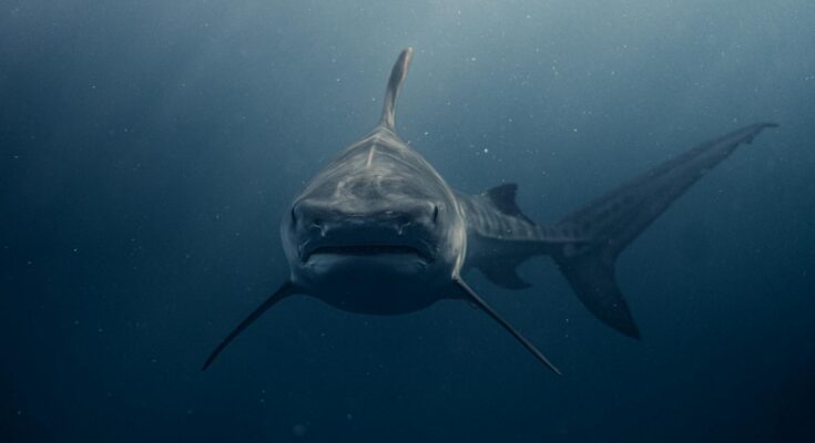 Close up of a shark