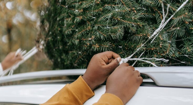 Person tying spruce on automobile roof