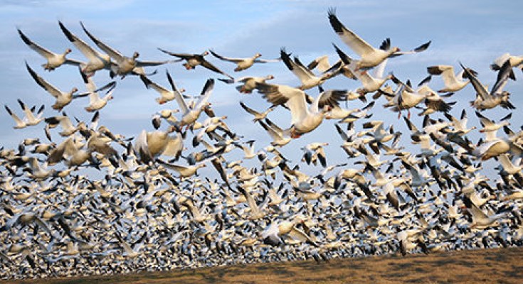 Middle Creek Snow Geese