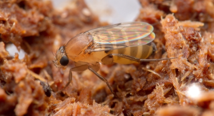 Phorid flies in Chester County