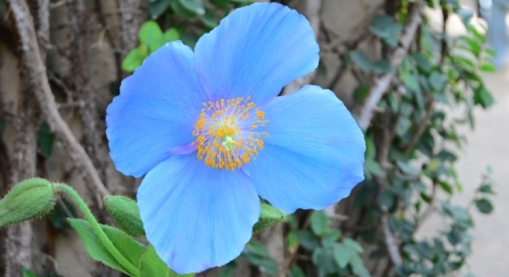 Rare Blue-poppies Bloom at Longwood