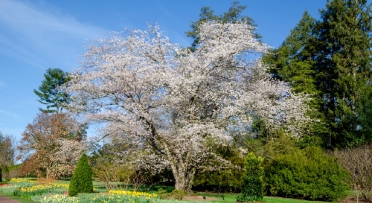 Spring Blooms