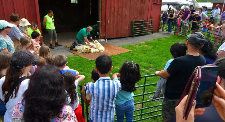 Chester County Parks + Preservation's annual Sheep + Wool Day will be held on Saturday May 2 at Springton Manor Farm