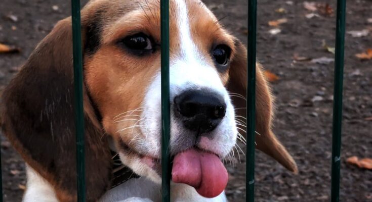 puppy leaning on the fence