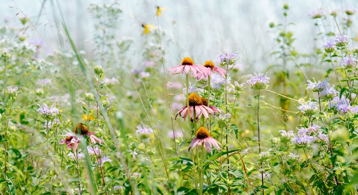 pocket meadow wildflowers