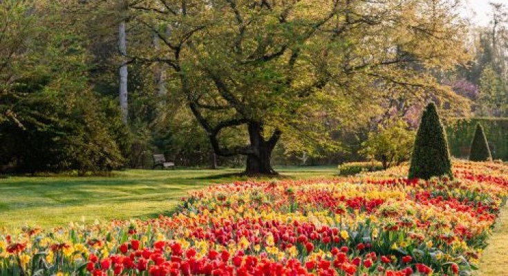 The tulips open in beautiful form on Flower Garden Walk