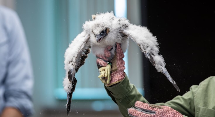 Falcon Banding