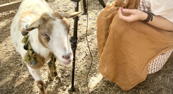 A Gathering of Goats