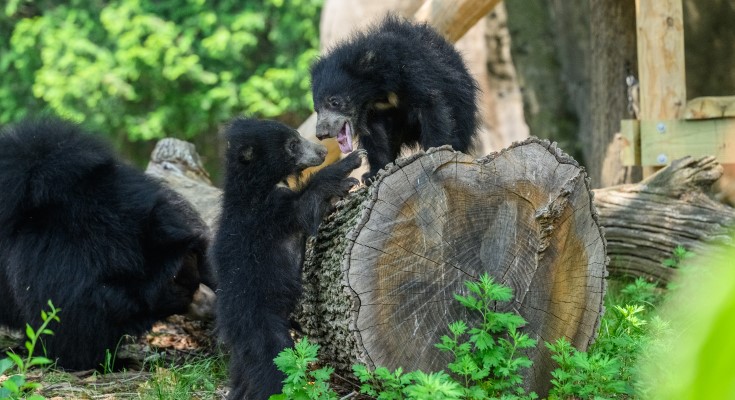 Sloth bear cubs Kelce and Harper