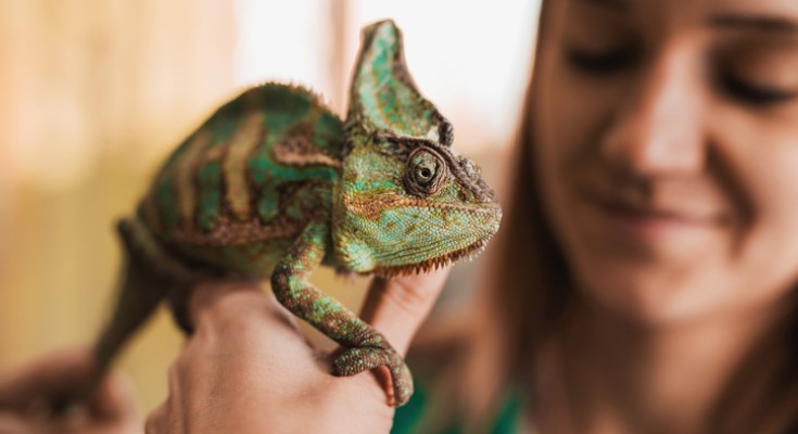 girl holds chameleon