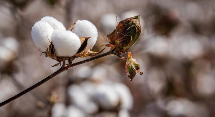 cotton growing on branch