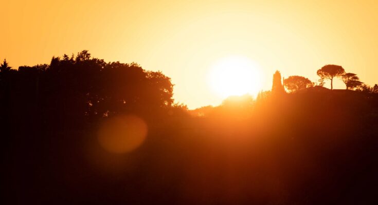 silhouettes of trees on hill against sunset