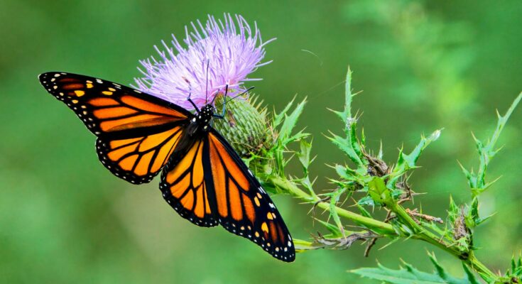 monarch butterfly on thistle flower in nature scene