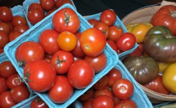 Tomatopalooza