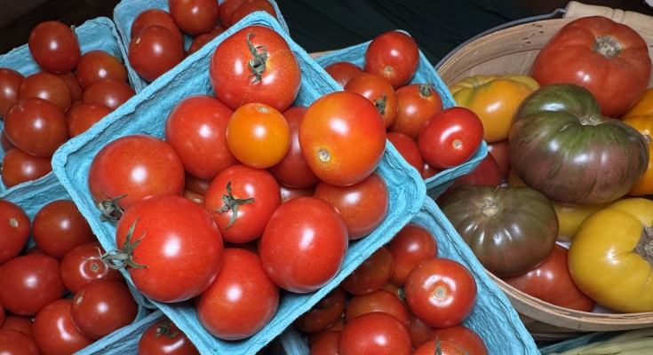 Tomatopalooza