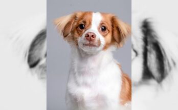 Toffee the Celebrity Dog