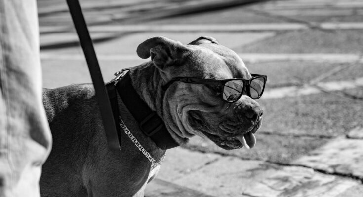a pit bull wearing sunglasses