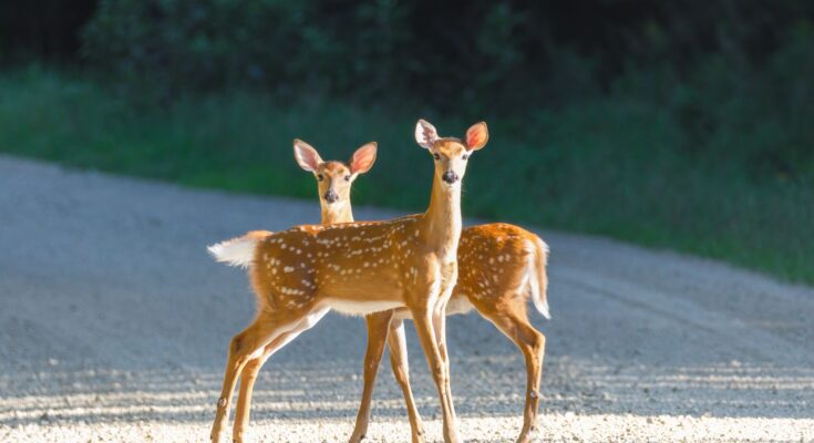 brown deer walking on gray asphalt road