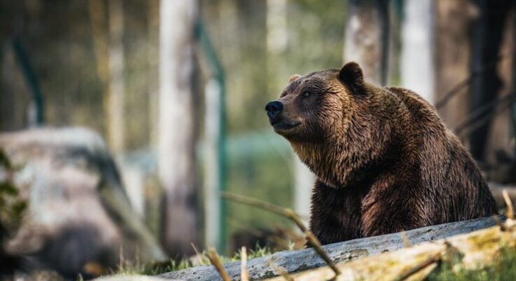 American brown bear