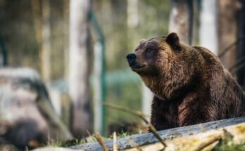 American brown bear