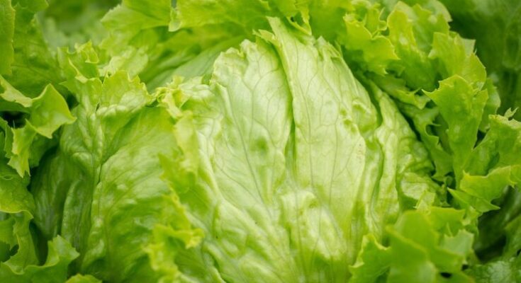 iceberg lettuce