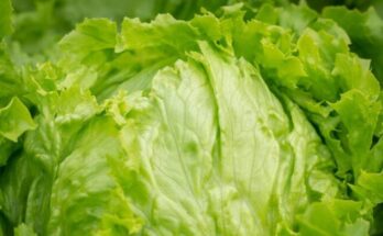 iceberg lettuce