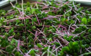 a bunch of sprouts sitting on top of a table