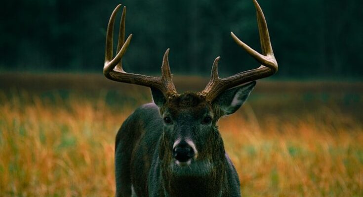 black moose on brown grass field during daytime
