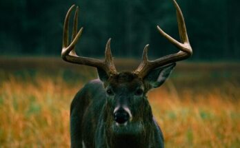 black moose on brown grass field during daytime