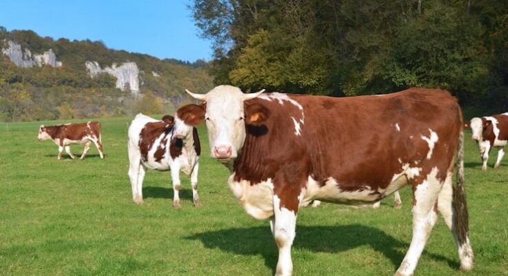 brown and white cow on green grass field during daytime