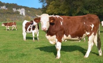 brown and white cow on green grass field during daytime