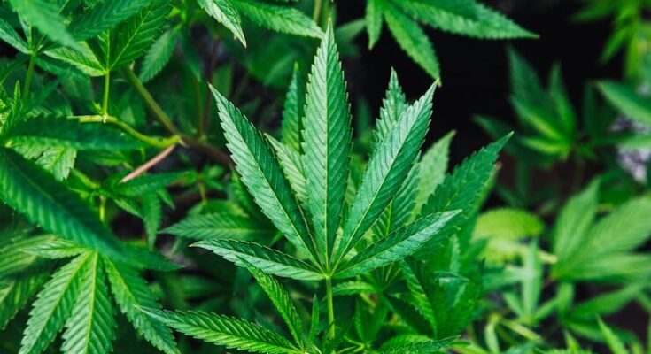 green cannabis plant close-up