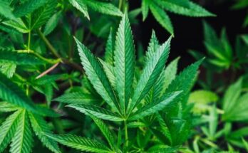 green cannabis plant close-up