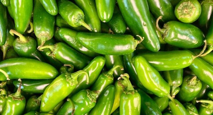 Salmonella Outbreak Linked to JalapenÌos Sickens 345